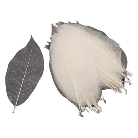 Magnolienblattskelette, 50 Stk.