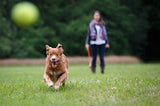 Happy Pet Wurf- und Apportierstab, sortiert