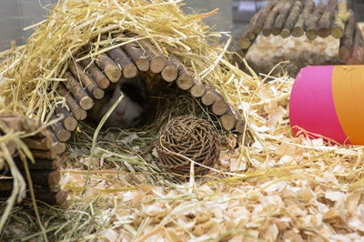Natur erstes glückliches Haustier Playstix nagt Haus