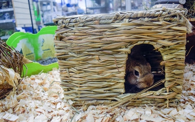 Die Natur ist das erste grasbewachsene Versteck für glückliche Haustiere