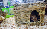Die Natur ist das erste grasbewachsene Versteck für glückliche Haustiere