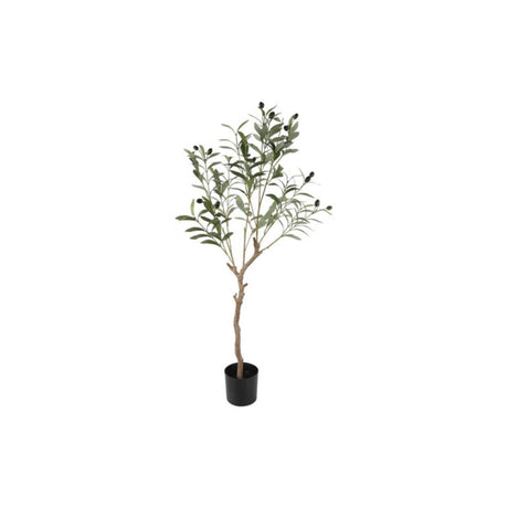 Countryfield olijfboompje olea europaea l 105cm