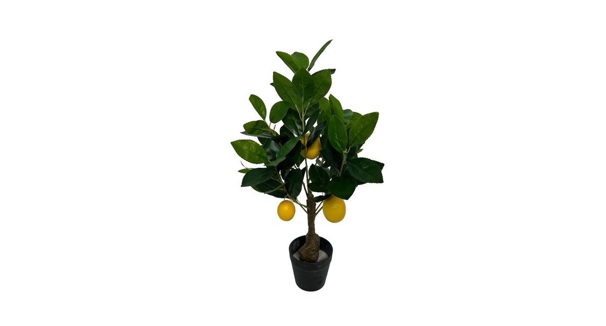 Lemon tree bonsai 50 cm yellow