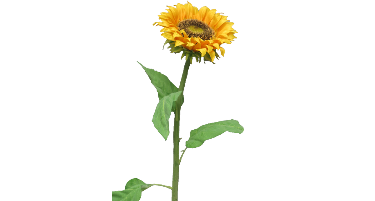Sunflower tuscany yellow medium 77cm