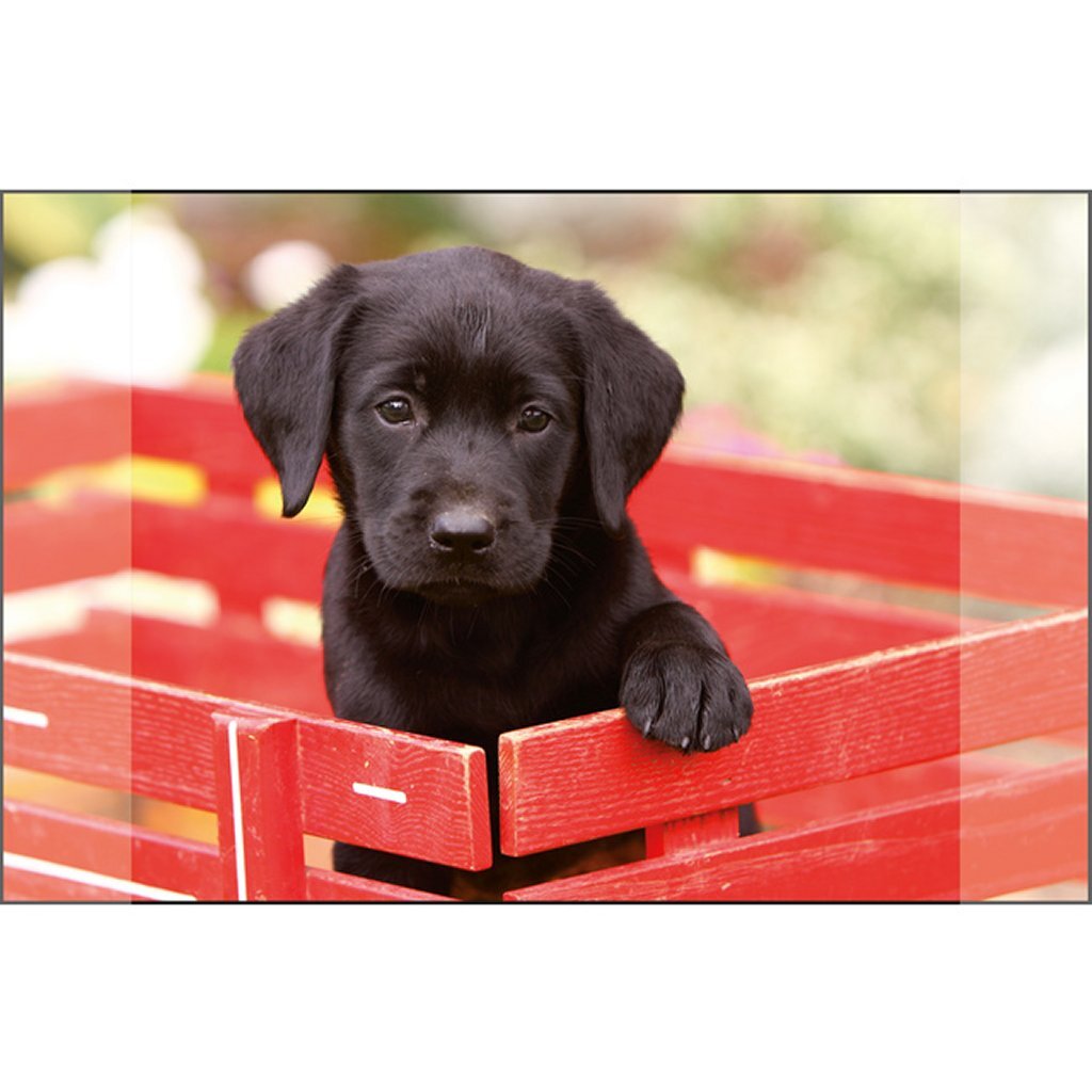 Känguru-Schreibtischunterlage, schwarzer Labrador-Welpe, 38 x 58 cm