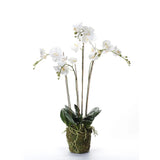 Emerald Art Plant Orchidee mit Moosweiß 90 cm 20.35555555