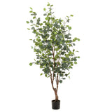 Smaragd Korstboom in Topf Eukalyptus 140 cm