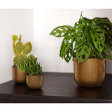 Capi capi 4-teiliger Blumenkalz Groove Gold gefärbt