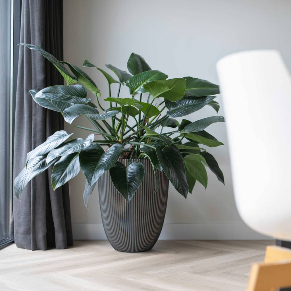 Capi Flowerpot Groove Elegant 34x46 cm Anthrazit -gelöscht