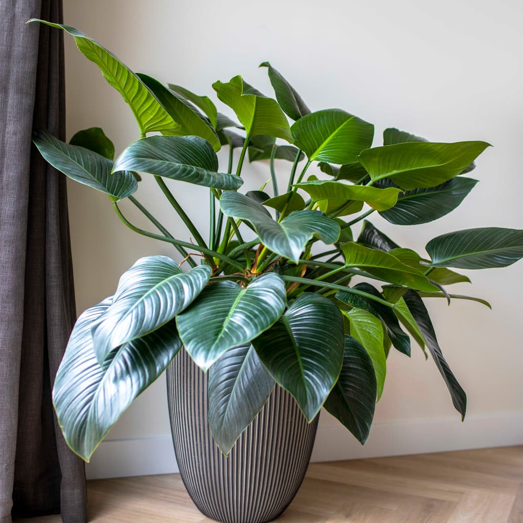 Capi Flowerpot Groove Elegant 34x46 cm Anthrazit -gelöscht