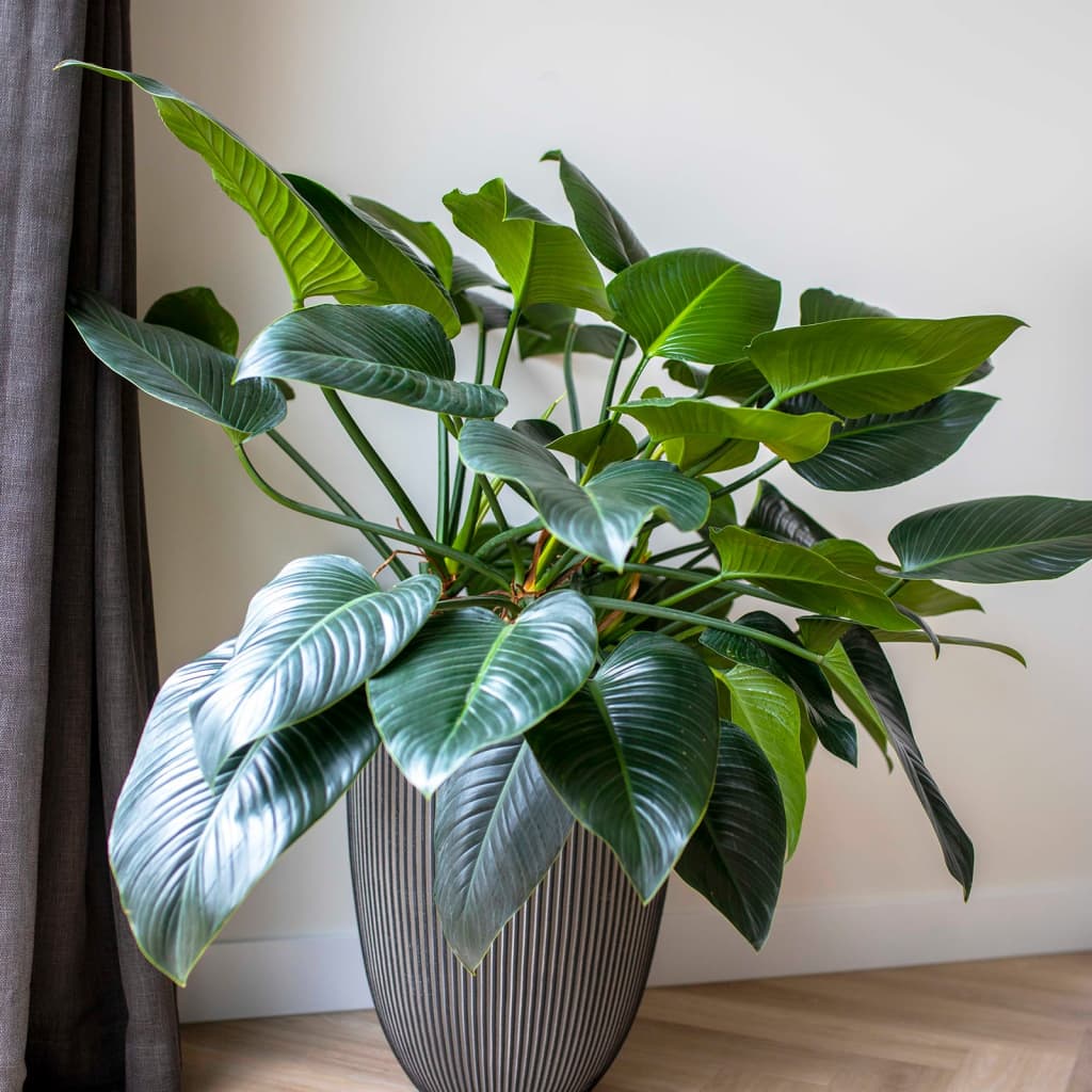 Capi Flowerpot Groove Elegant 46x58 cm Anthrazit -gelöscht