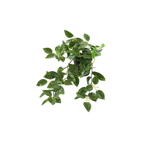 Countryfield Kunstpflanze Peperomia grün H23cm
