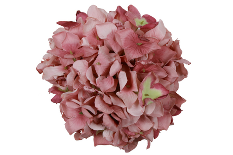Countryfield bloem hydrangea grandy l 15x15x15cm - mauve