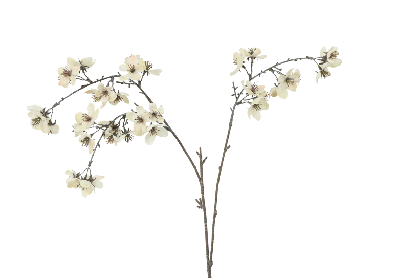 Countryfield bloem prunus serrulata s 14x14x64cm - crème
