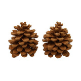 Hbx natürlicher Wohnduft Tannenzapfen Pinus Pinea Zimt