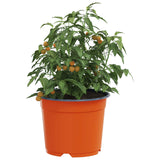Vidaxl ronde bloempot 200 st terracotta ø 10 x 8 cm kunststof