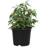 Vidaxl ronde bloempot 100 st zwart ø 10 x 8 cm kunststof