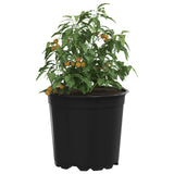 Vidaxl ronde bloempot 50 st zwart ø 15 x 13 cm kunststof