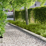 Vidaxl gazonrand 20 st 102 x 15 x 4 cm staal zilverkleurig