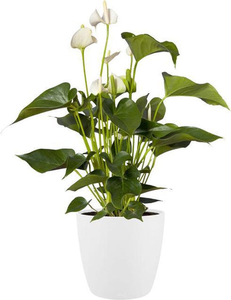 Elho Brussels Round Wheels 40 – großer Blumentopf für den Innenbereich – 100 % recycelter Kunststoff – ø 39,0 x H 36,5 cm – weiß