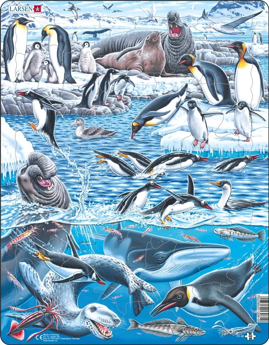 Larsen antarctica – puzzel – antarctica – pooldieren – educatieve legpuzzel voor kinderen – 66 stukjes – gemaakt in noorwegen – extra dikke 2,5 mm stukjes – tray met vaste rand