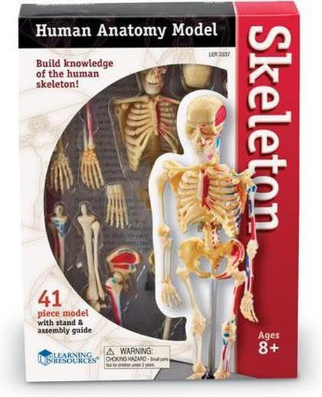 Learning resources human anatomy model - menselijke anatomie model - het skelet - 8+