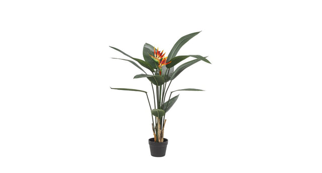 Potted strelitzia plant h 120 cm