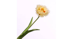 Tulipa crispa yellow 44cm
