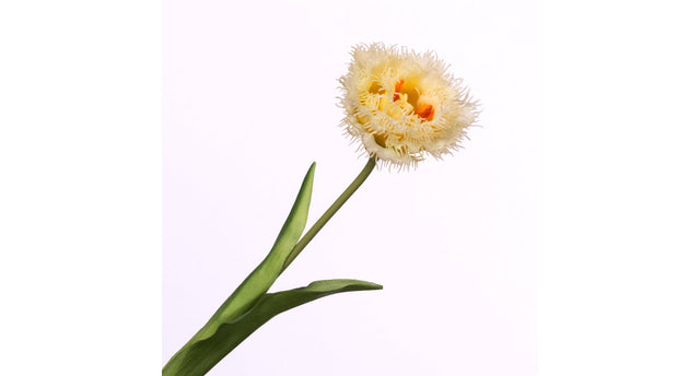 Tulipa crispa yellow 44cm