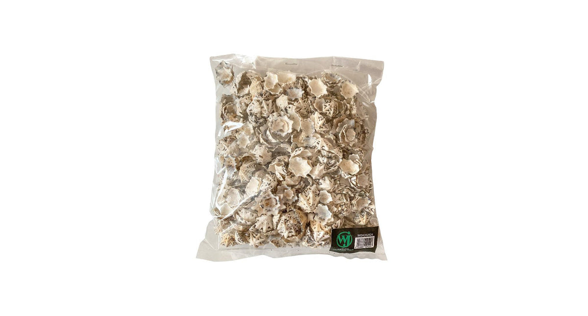 Patelloida saccharina 500gr