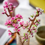 Legoblumen 40725 Kirschblüten