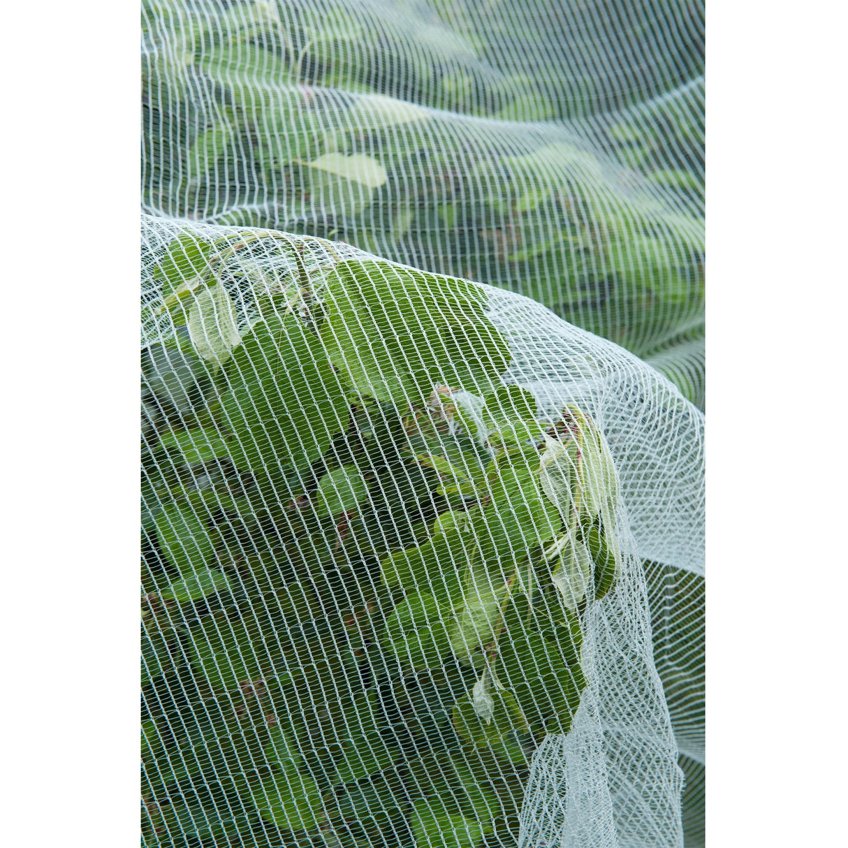 Naturesektennetz, feinmeshed