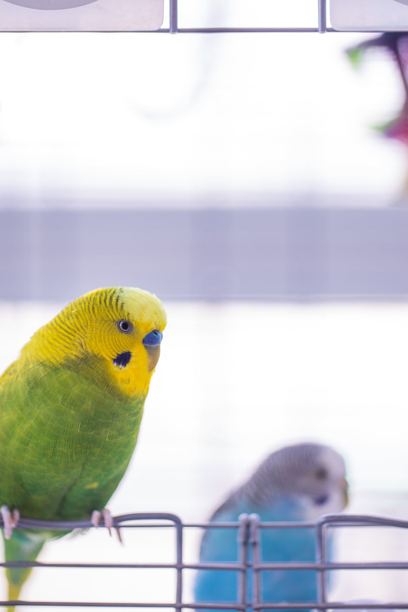 Vogelbedarf