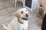 Trixie Kragen Hund Boho extra breit mit Fensterkaramell